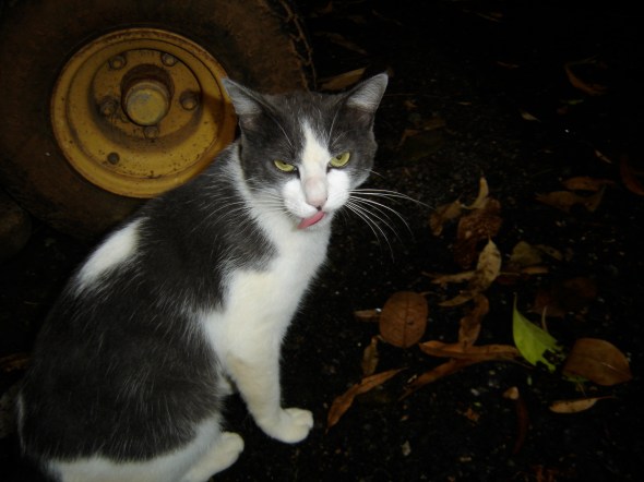 Bicho no Parque Bicho no Parque