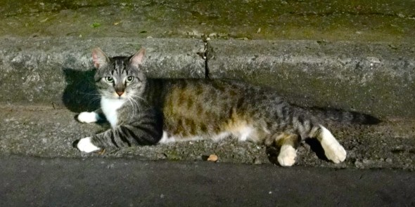 As voluntárias o chamam de Zé, mas eu só consigo chamar esse gatão de Ricardo.