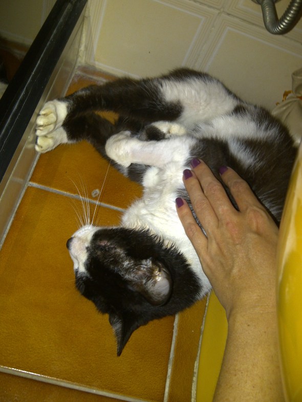 Bicho no Parque_Genoveva_carinho