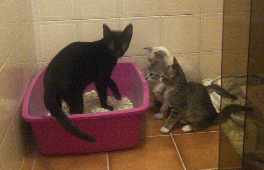 No dia do resgate, com seus filhotes