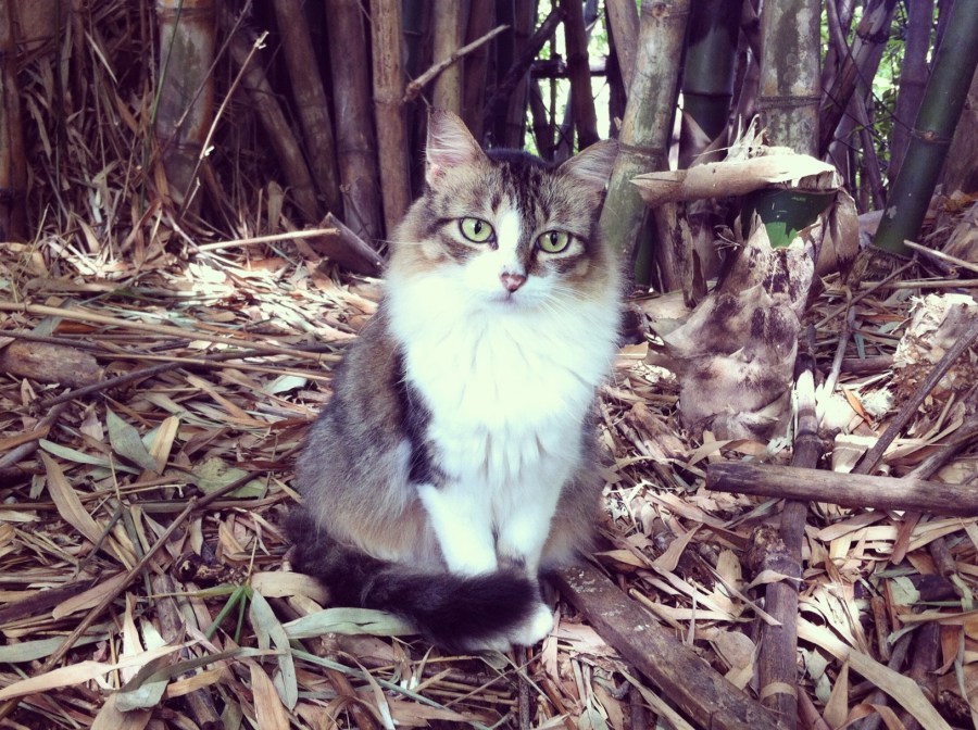 Quando ainda era lord