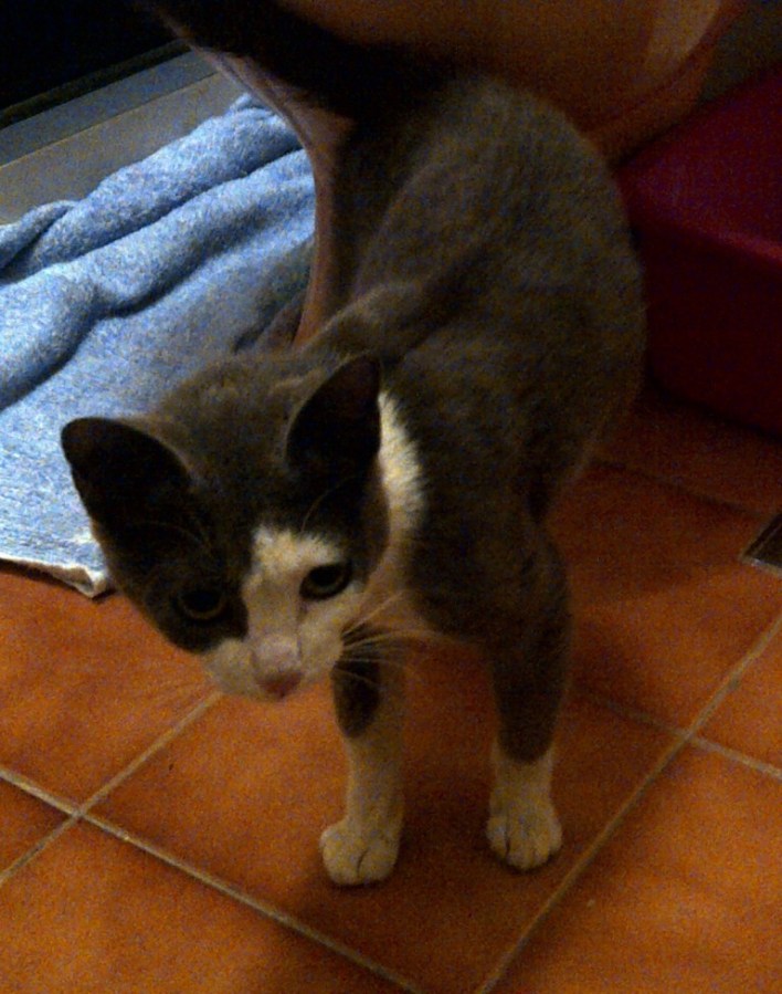 Belinha logo após o resgate