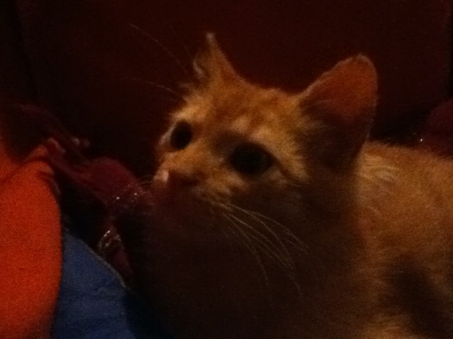 irresistível este pequeno!