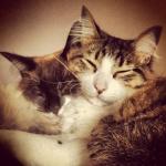 meus irmãos Calvin e Haroldo