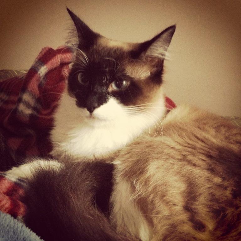 meu irmão Calvin, um gatão!