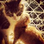 eu também dou beijinho no Haroldo