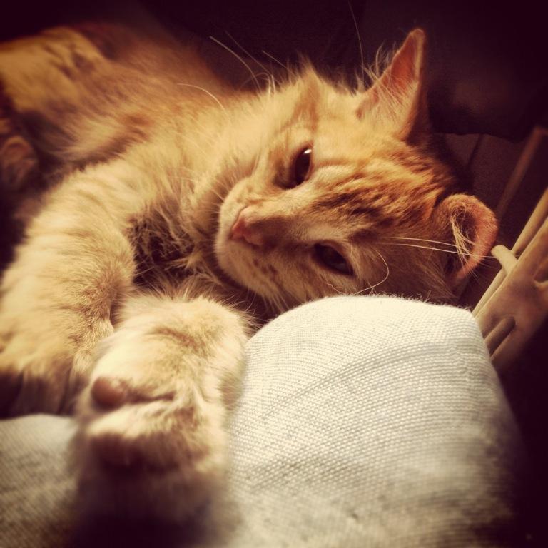 ai, que preguiça..... tá tão bom aqui...