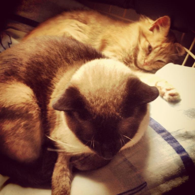 adoro dormir com meu irmão Fidel