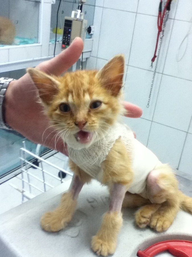 Lion, salvo por pouco. Virou Leão e vive feliz e amado