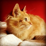 mamãe fala que eu sou lindo