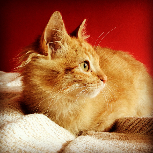 mamãe fala que eu sou lindo