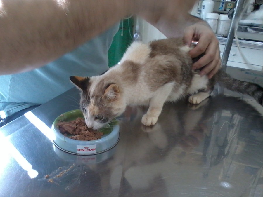 Marie, abandonada desidratada, desnutrida, com piolhos e quadro anoréxico. Quase recuperada. Estará para adoção em breve.