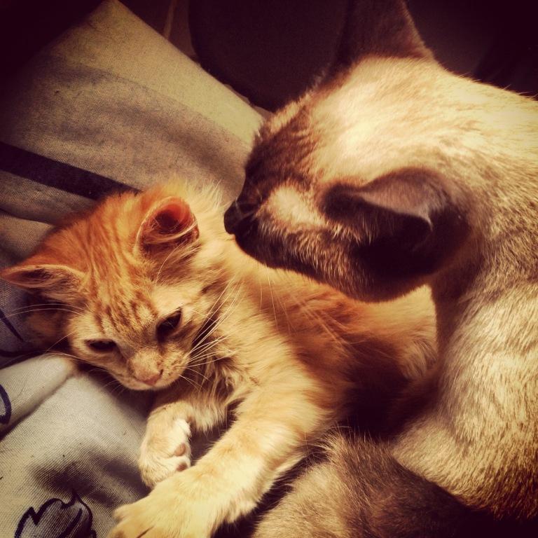 O Fidel também me dá beijinhos