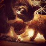 o Haroldo me dá beijinhos e eu adoro