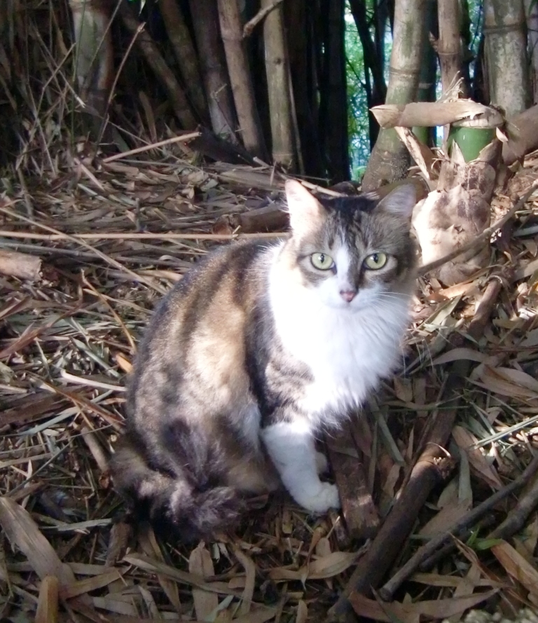 Louise, que nunca se enturmou, é arisca, mas ganhou uma segunda chance e foi adotada