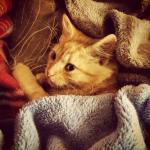 no meio das cobertas da mamys