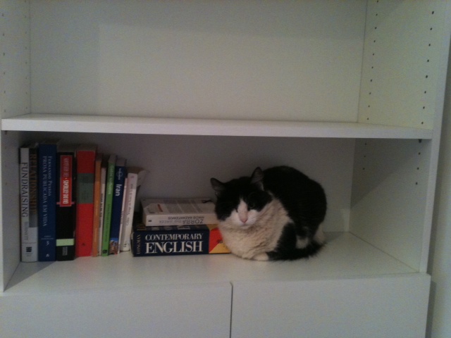 Cego de um olho, Pirata foi se tratar de uma conjuntivite na casa de uma voluntária.