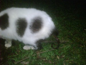 Nossa vaquinha com rabinho comprometido