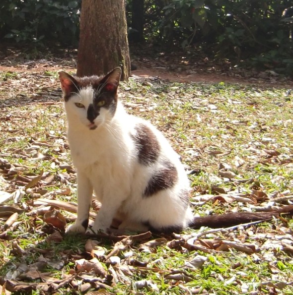 Mimosa que queremos guardar na lembrança: linda e alegre no parque