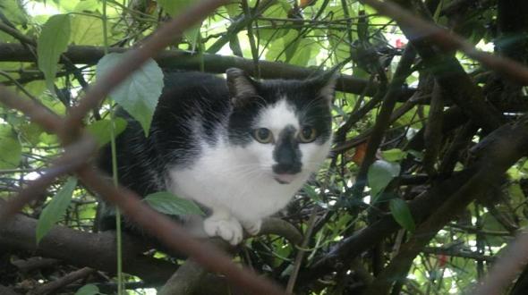 Obrigada por tudo, tios =^..^=