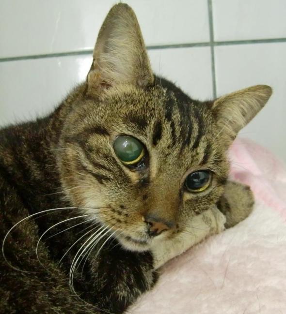 Rajinha é um das gatas mais idosas e doces do nosso projeto.  