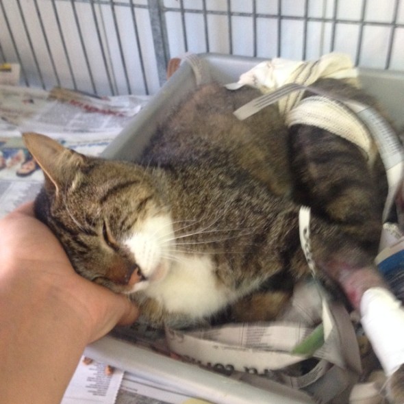 Depois de tanta dor, é tão bom ganhar carinho