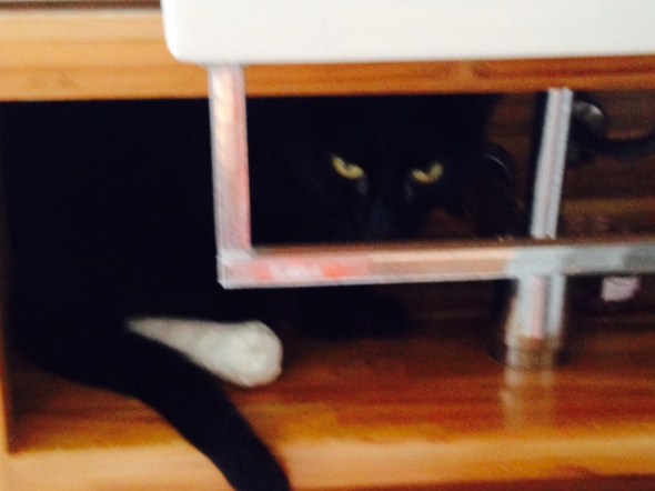 Pantera é outro gato que teve problemas de saúde