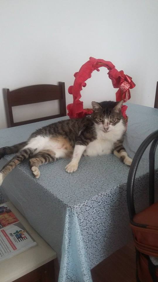 Lindinho, que agora se chama "Chambinho", se adaptou muito bem e curte agora a aposentadoria com muito amor!