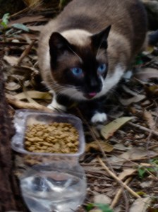 Sócrates recebe ração e água fresca