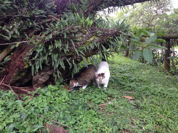 O casal Michel & Michele se alimenta sob o tronco da árvore 